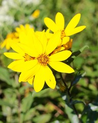 A close view on the wildflowers in the field on a sunny day.