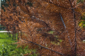 Dried pine tree branch close-up. brown-yellow needles of coniferous tree