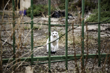 Cats living in the street