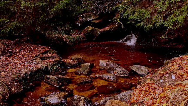 Bach mit Moorwasser im Wald, der sich in ein kleines Becken ergiesst