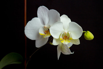 Flowers of a white orchid on a dark background