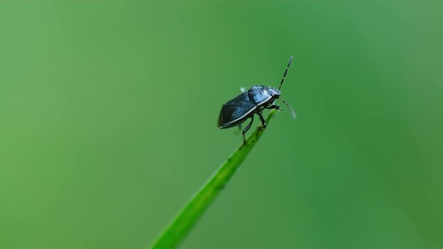 Sehirus cinctus, the Mother Bug, or White-Margined Burrower Bug, sits on a blade of grass. Mother Bugs are named such because they brood their young, bringing food to the nest.