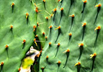 Beautiful floral background with cactus plants close up view