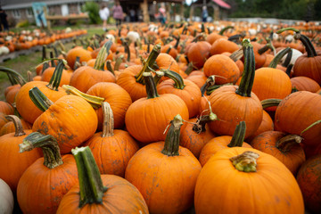 Decorative orange pumpkins on display at the farmers market in usa. Orange ornamental pumpkins in sunlight. Halloween Harvesting and Thanksgiving concept. pumpkin orange halloween in october autumn.