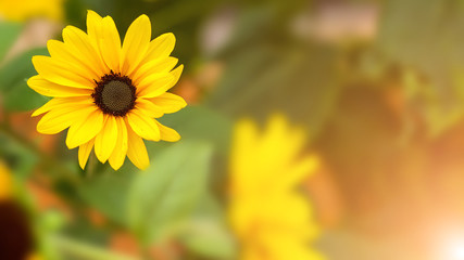 Closeup Sunflowers on a yellow green background. Copy space. Top view. beautiful flower. Yellow flower Green leaf. macro Sunflowers . macro flowers.  flowers Copy space. outdoor daylight on season.