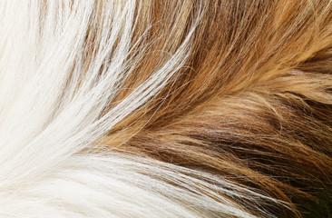 Dog fur skin animal texture close up