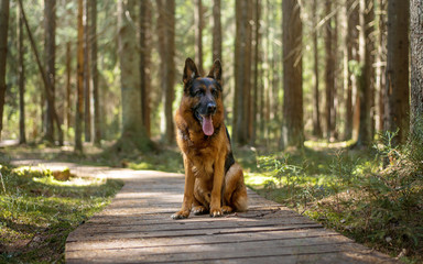 Dog breed German shepherd sitting on a wooden bridge in the woods 