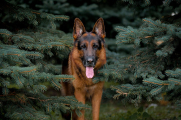 Dog breed German shepherd, close-up portrait in the firs, in the trees, in the trees