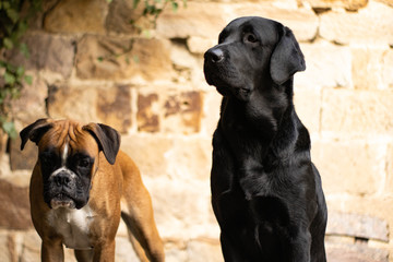 Boxer und Labrador vor Natursteinwand