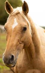 Fototapeta premium Araber Palomino Stute