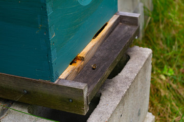 a beekeeper's stacked green honey bee hive boxes in a row