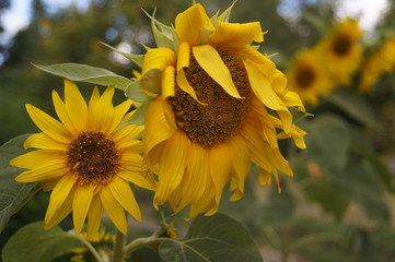 Flowers in the garden - beautiful sunflower   