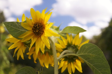 Flowers in the garden - beautiful sunflower   