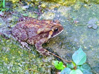 frog in pond