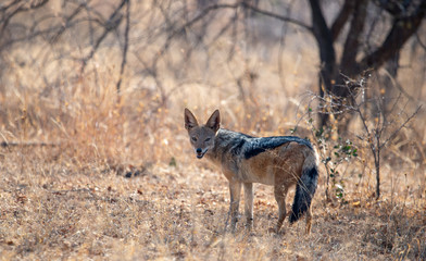 Obraz na płótnie Canvas A Black Backed Jackal, photographed in the African wilderness.