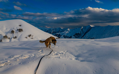 Fototapeta na wymiar dog jumping in snow