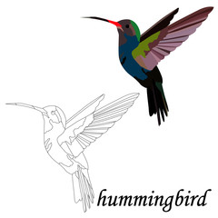 Isolate on a white background, black and white and colorful bird hummingbird