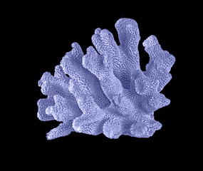 Coral isolated on black background