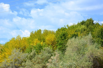 Forest Codlea. Typical landscape in Transylvania, Romania. Green landscape in the midsummer, in a sunny day
