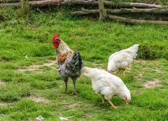 One young cockerel and two white hens are walking on the green grass.