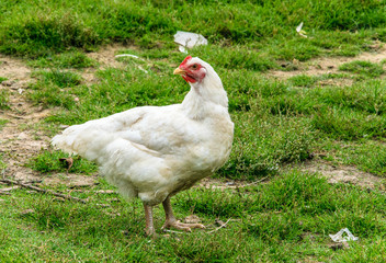 White chicken walking in a farm garden on the green grass.