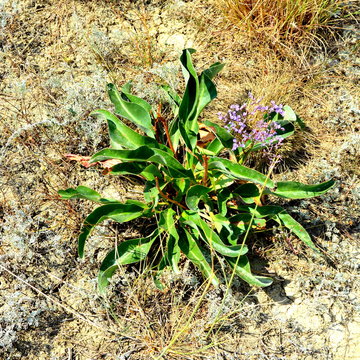 Forest Codlea. Typical landscape in Transylvania, Romania. Green landscape in the midsummer, in a sunny day