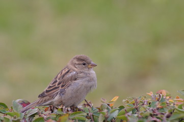 Sparrow sits on a branch of a bush in autumn