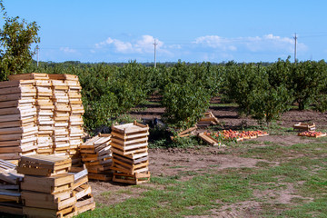 A bunch of boxes in the garden. Peach orchard. Harvesting .