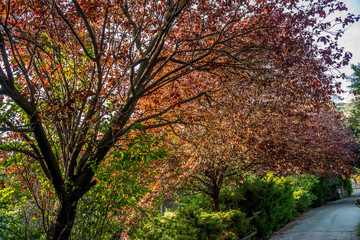 autumn landscape, mountain landscape on a sunny day
