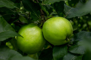 Two green apples on tree leaves