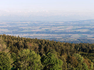 Pine tree forest. Valley and Alps mountain range in the background.