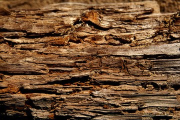 rotten wood texture under the sun