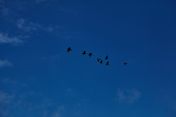flock of birds over the Baltic Sea