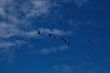 flock of birds over the Baltic Sea