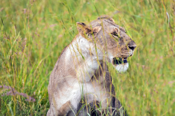  The lioness in tall grass