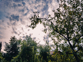 Branches of a tree with yellowing foliage in front of the sun breaking through a cloudy sky on an autumn day.