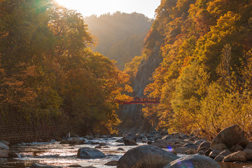 Forest autumn back-lit 
