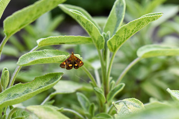 Farfallina selvatica