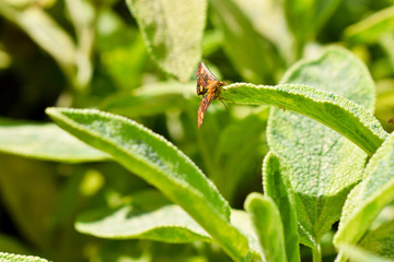 Farfallina selvatica