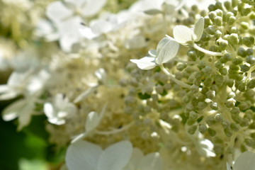 Ortensia giapponese bianca in fiore