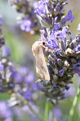 falena bianca su fiore di lavanda