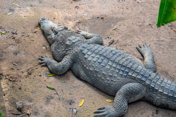 Big crocodile sleeping on dry soil. Huge saltwater alligator resting in zoo enclosure. Wild animal in reservation.