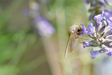 falena bianca su fiore di lavanda