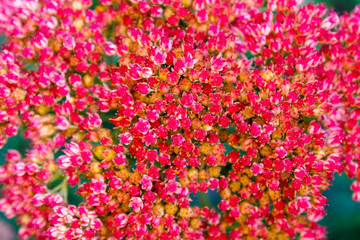 purple flowers in the garden