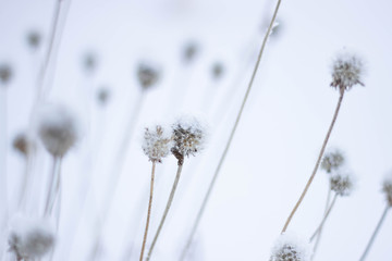 Dry flowers under the snow. Branch of a plant with ice crystals. Winter background