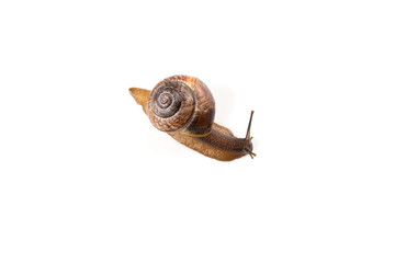 Garden snail ,isolated on white
