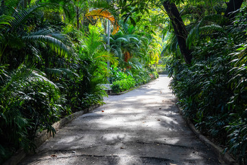 Fototapeta premium Tropical garden and sunny walking path. Blooming exotic nature in public park. Asian city recreation area. Palm tree and tropical plant green foliage