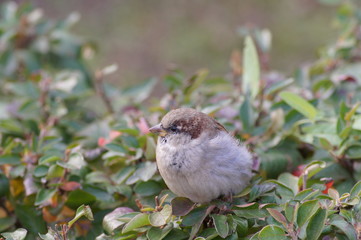 Sparrow sits on a branch of shrubs in autumn