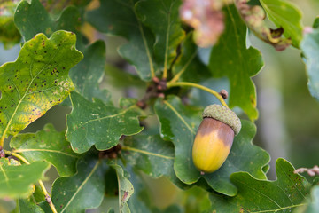 Acorn on English Oak during UK autumn September