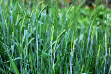 Wheat grows on the field